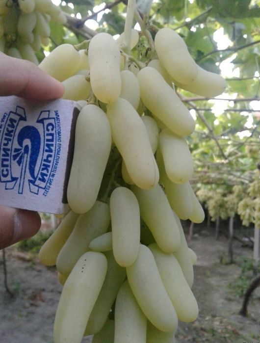 Виноград пальчики фото Виноград пальчики фото