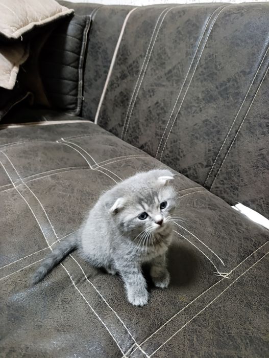 Котята веслоухие