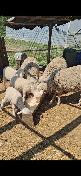 Oi merinos de cluj.