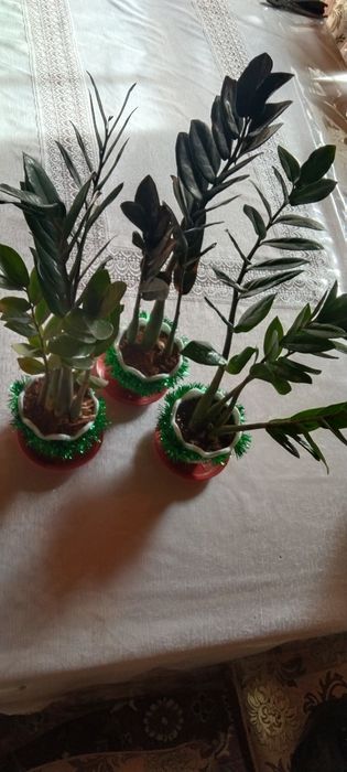 Замиякулкас новогодние подарки