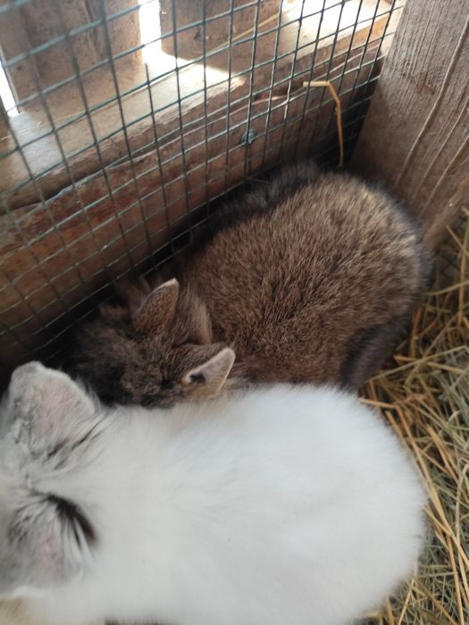 Vînd iepurași pitici.