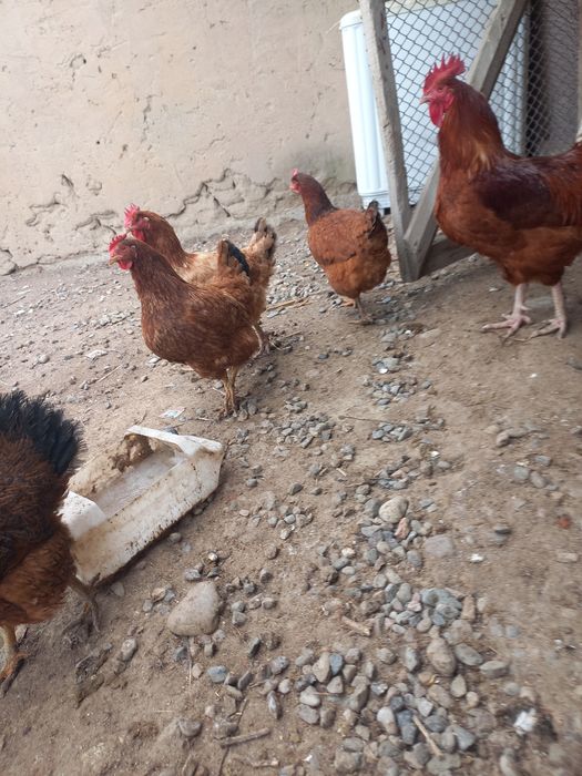 Куры поролы  ханхияп