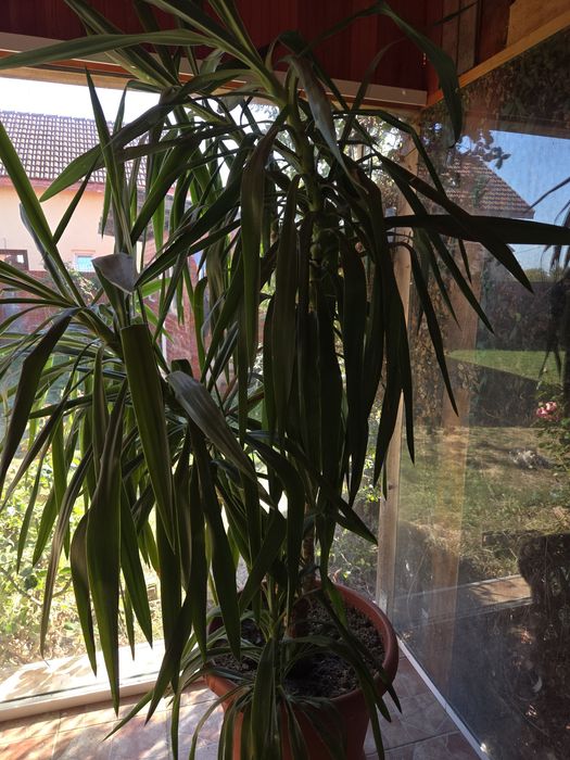 !!Palmier Yucca!!