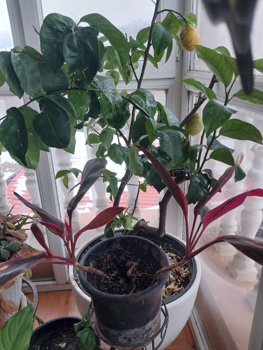 Красивый аксессуар на подоконник,