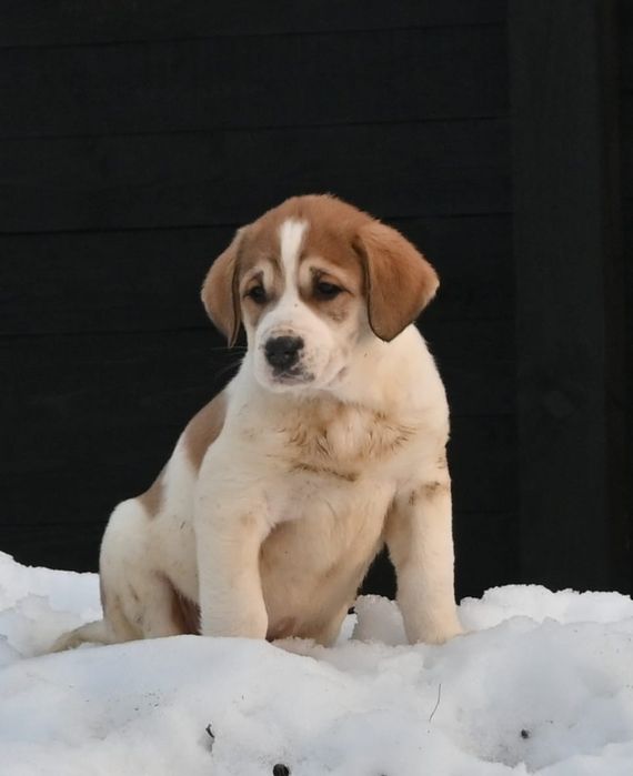 Ciobanesc de asia centrala