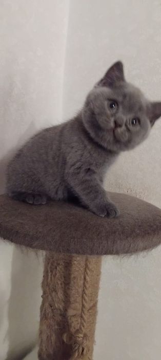 Шотландец котёнок