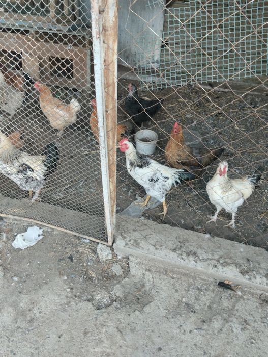 Молодые петушки разные