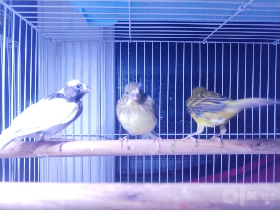 Kanareka 2 ta bolasi bilan