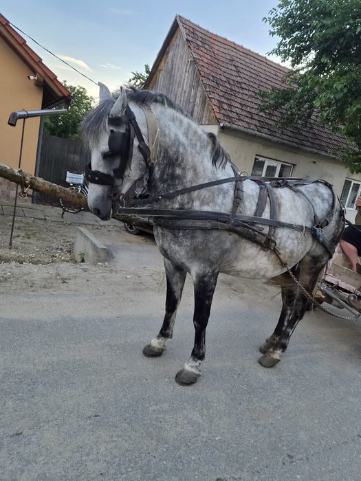 Cal de vânzare vârsta 10ani