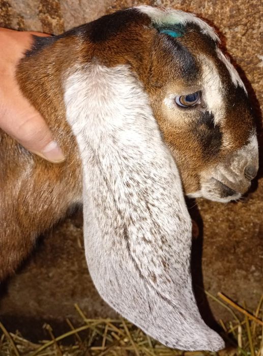 Anglonubiene, ieduțe de Excepție din mamă deosebită