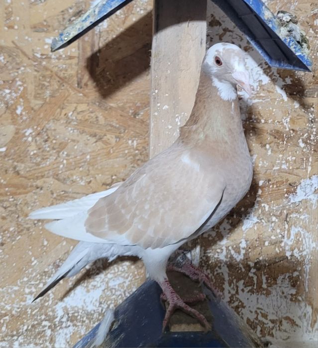 Vând porumbei de diferite rase