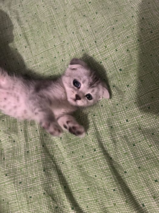 Продам котенка мальчик шустрый