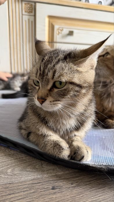 Очень умная кошка