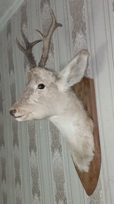 Чучело головы косули