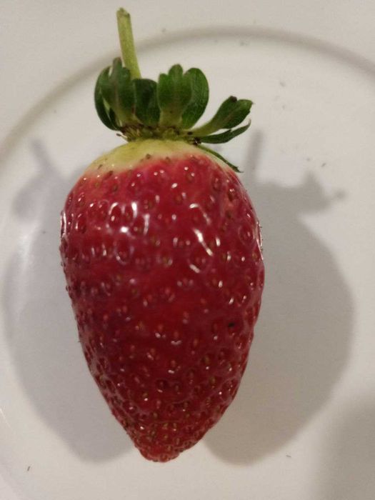 Лучшие Сорта  Клубники