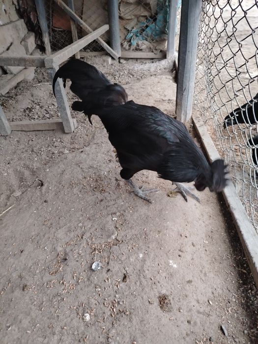 Ухайли хороз зот олишга зур, 150000 минг