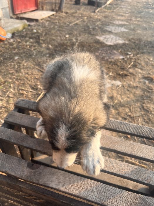 кавказская собака