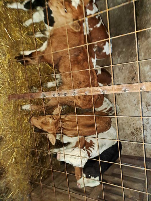 Vitei baltati! Detalii la telefon!