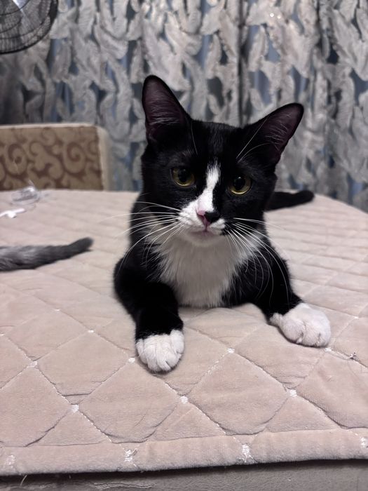 Отдам в хорошие руки