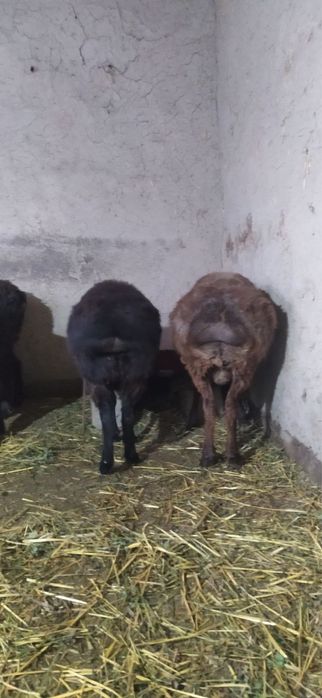 Kuy kuzilar bor 5 ta 2 urgochi 3 ta kuchkor