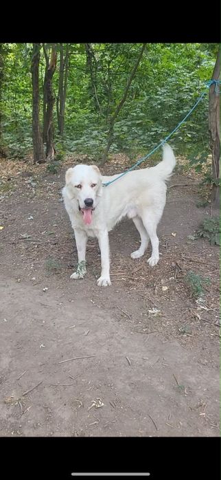 Собака 3 летняя белая алабай