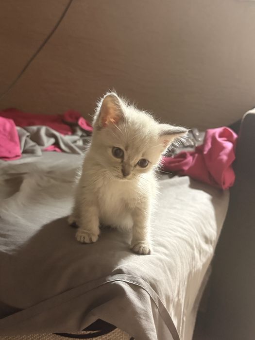 Двое котят, мальчик и девочка