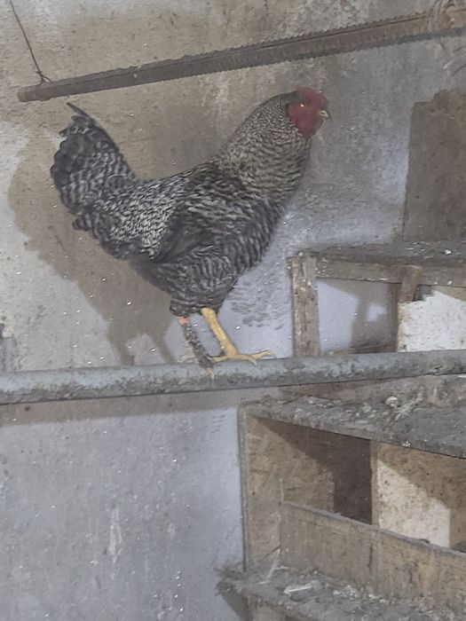 Продам петухов породистыхт