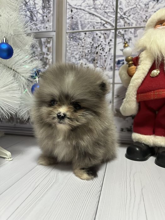 Щенки шпица