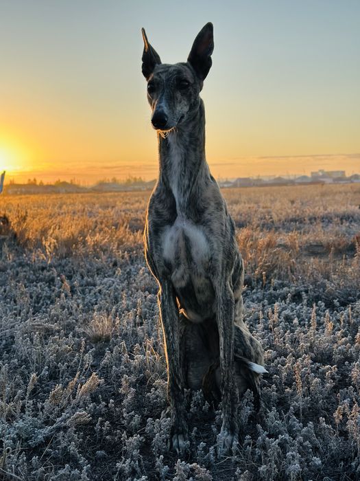 Ит Жогалды Пропала собака