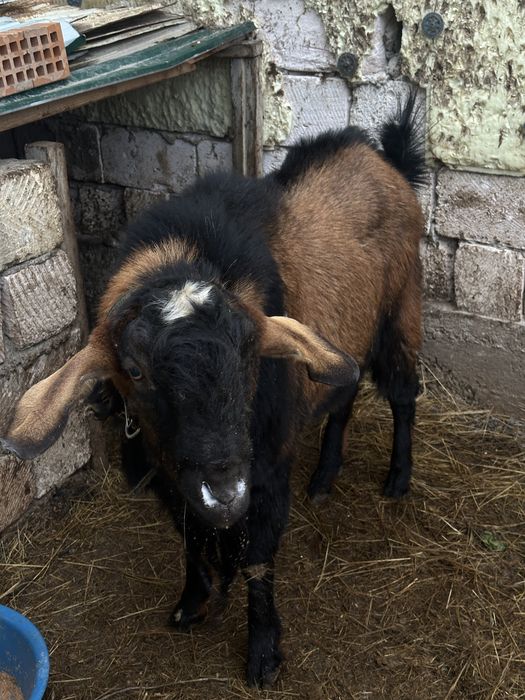 Альпи теке сатылады срочно