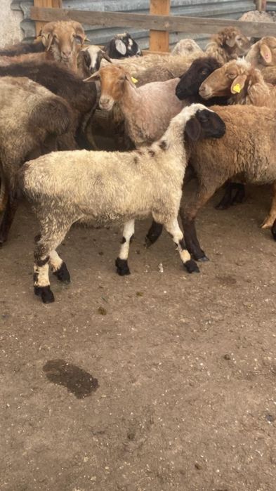 Продам баранов! Қойлар сатылады!