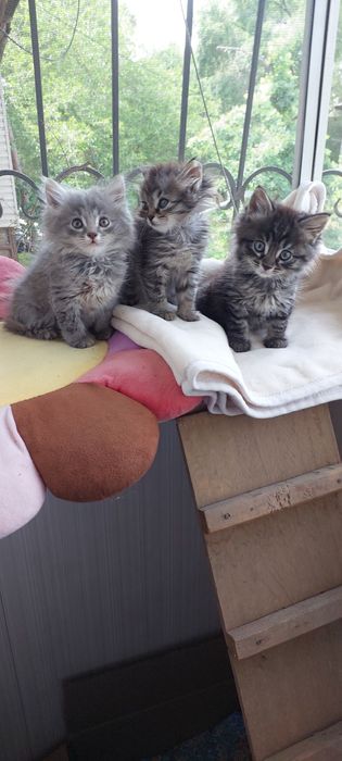 Отдам котят в добрые руки