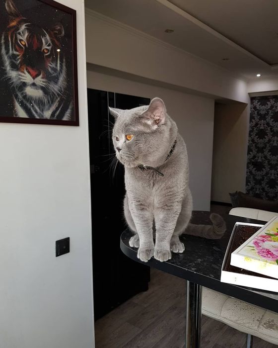 Вязка плюшевого брутального британца, в голубом окрасе