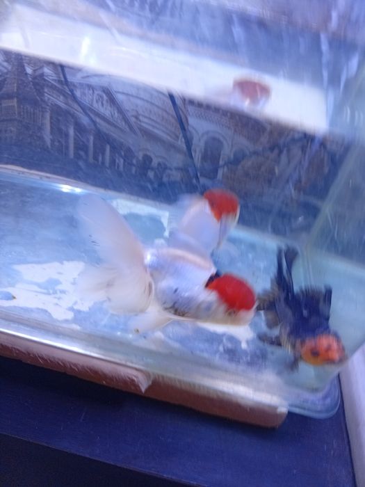 Апачи - красные шапочки