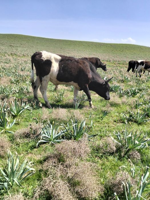 Бұқа лар бар сатылатын