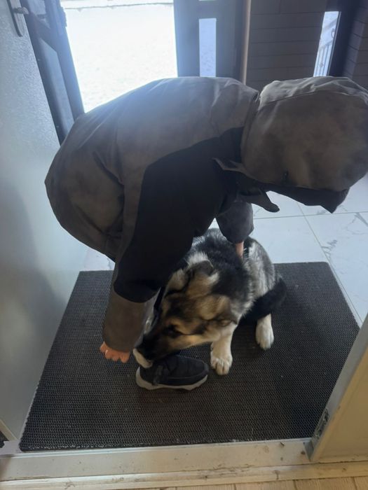 Восточноеевропейская овчарка