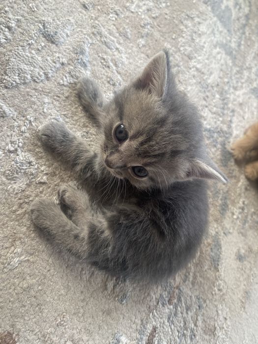 Продам Британских/Шатланских котят