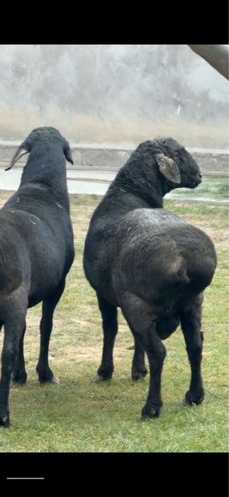 Qoy qochqor Қўй Қўчқор bor