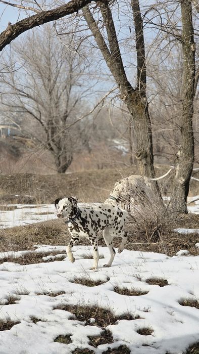 Продаются далматинцы или обмен на скот