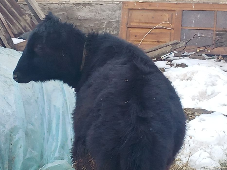 Телята бузау ургашы