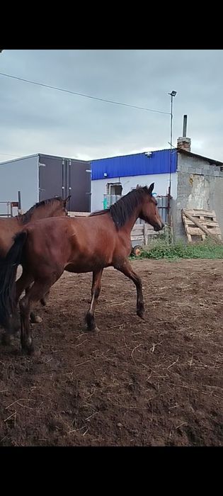 Продам лошадей с откорма 9 голов.