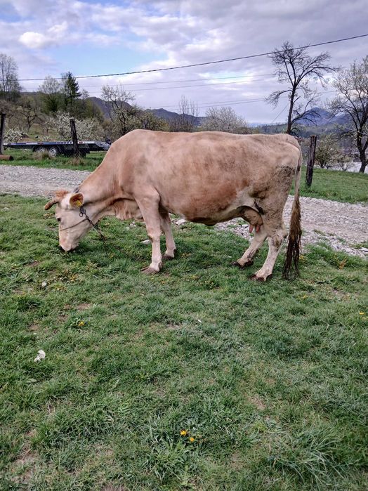 Vând vaca de 10 ani