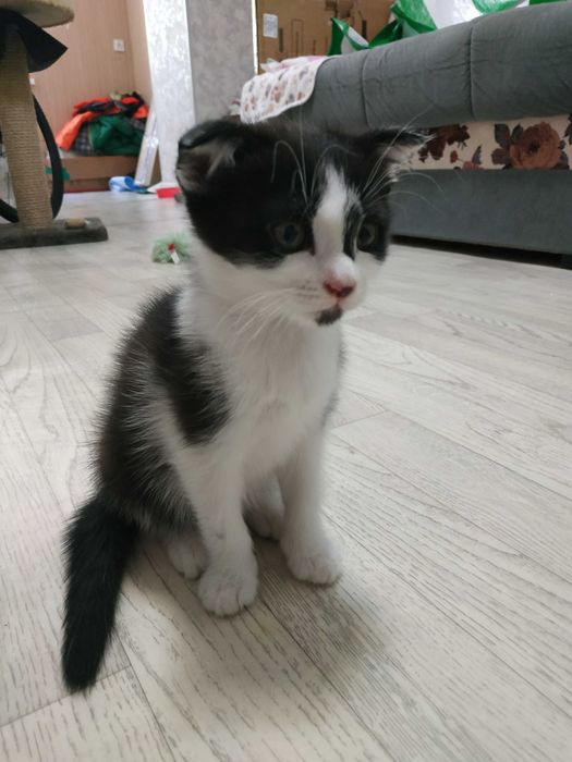 отдам котёнка в любящие руки
