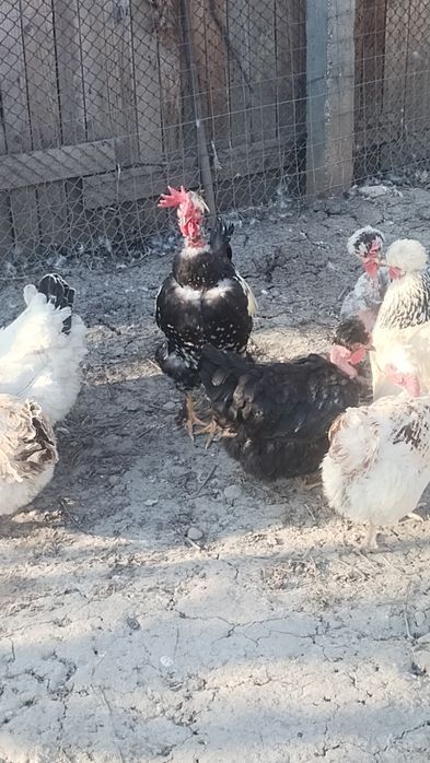 Ouă pentru incubat disponibile