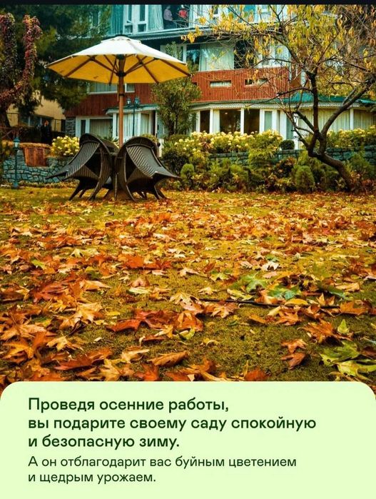 Газон. Хвойные. Комплексный уход.  Устройство газона.