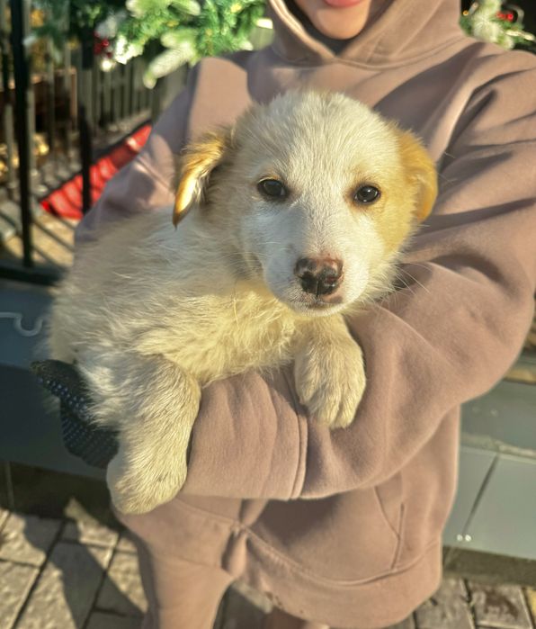 Отдаем щенков в хорошие руки