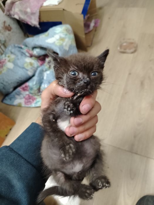 Отдам котёнка в добрые руки