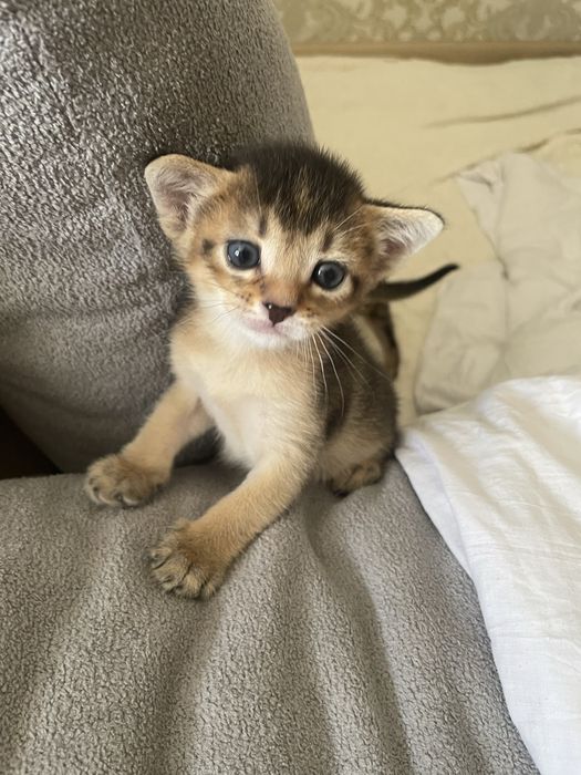 Абисинский котенок