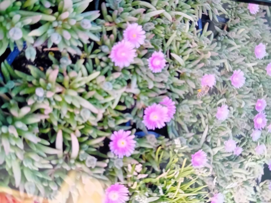 Делосперма        разсад