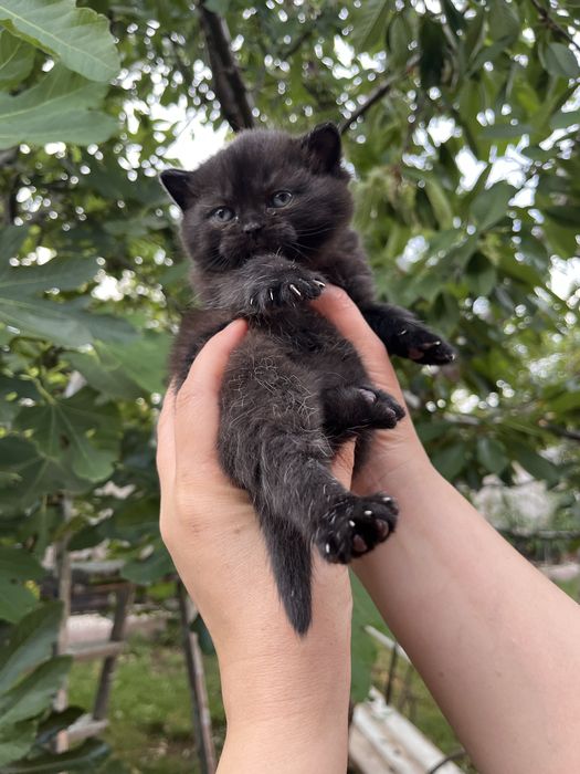 British Shorthair Black